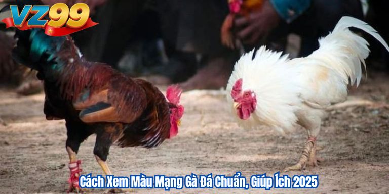 Cách Xem Màu Mạng Gà Đá Chuẩn, Giúp Ích 2025 9 Cách Xem Màu Mạng Gà Đá Chuẩn, Giúp Ích 2025