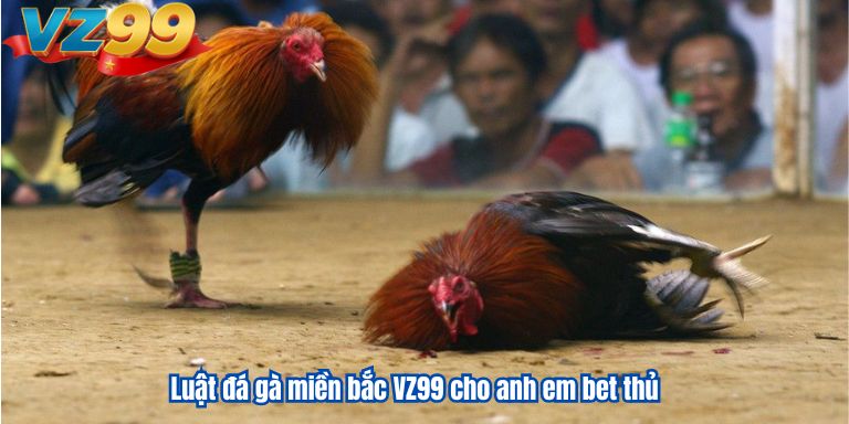 Luật đá gà miền bắc VZ99 cho anh em bet thủ 1 Luật đá gà miền bắc VZ99 cho anh em bet thủ